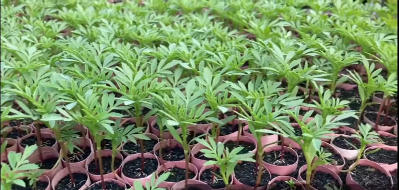 Minh họa các bước chăm sóc cây hoa vạn thọ từ gieo hạt, tưới nước, bón phân đến bấm ngọn để cây khỏe mạnh và ra hoa đẹp đúng dịp Tết.